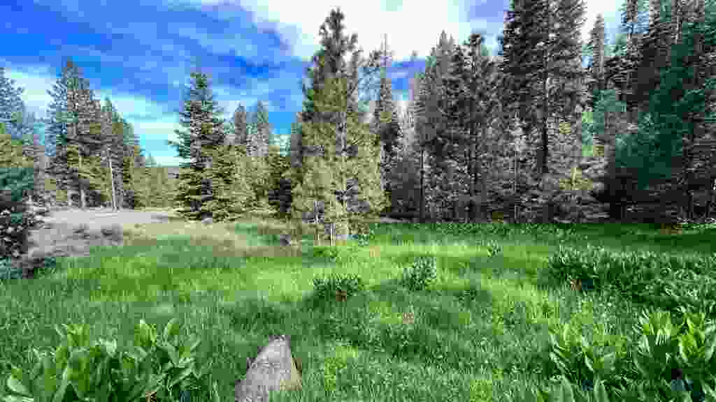 0 California Pines, Alturas Ca 96101 | Unimproved Land 0