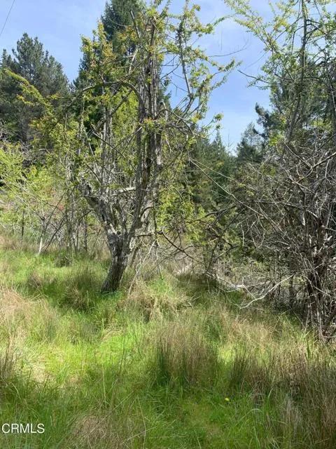 23501 Branscomb Road, Westport Ca 95488 | Unimproved Land 28